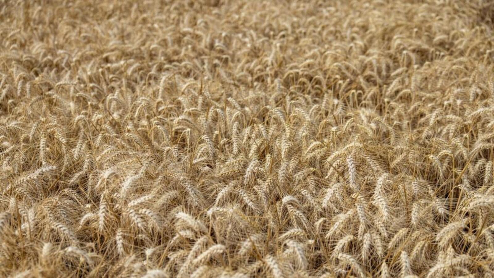 nod to 5.5 MSP hike for wheat Latest News India Hindustan