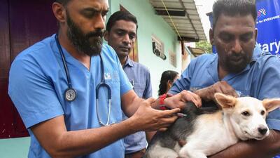 A dog being vaccinated against rabies in Kochi. (PTI)