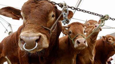 The group of ministers (GoM) monitoring the ongoing relief work to control the lumpy skin disease (LSD) in Punjab on Tuesday gave conditional approval to interstate cattle movement and holding cattle fairs in the state. (REUTERS picture for representational purpose)