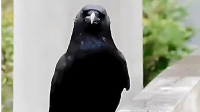 The image is taken from the Twitter video and shows the crow's stylish walk. (Screengrab)