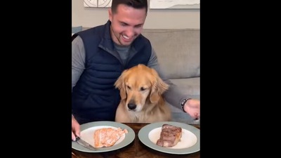 Dog waits for food. (Instagram/@elliegoldenlife) Dog waits for food. (Instagram/@elliegoldenlife)