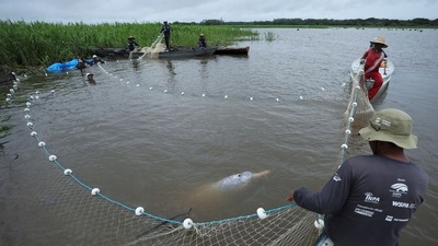 Assistants from Amazonian aquatic mammals project capture a Pink Dolphin at the Mamiraua reserve in Uarini, Amazonas state, Brazil January 20, 2020.&nbsp; (Reuters)