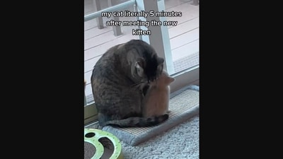 The image, taken from the Instagram video, shows the cat and the kitten. (Tiktok/@peaanuts6)