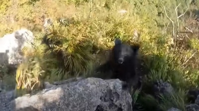 The image, taken from the viral YouTube video, shows the bear that attacked the climber. (YouTube/@Bear attacks climber)