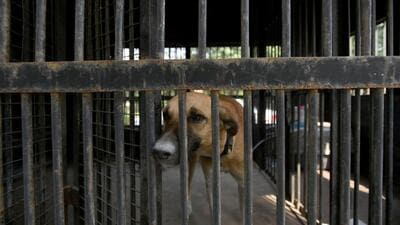 According to an online survey by LocalCircles, a private agency based in Noida, six in 10 Indians said attacks by stray dogs were common in their areas. (Sunil Ghosh/HT Photo) According to an online survey by LocalCircles, a private agency based in Noida, six in 10 Indians said attacks by stray dogs were common in their areas. (Sunil Ghosh/HT Photo)