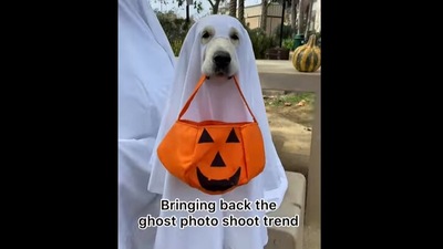 Golden retriever dog in a Halloween costume. (Instagram/@ladyandtheblues)