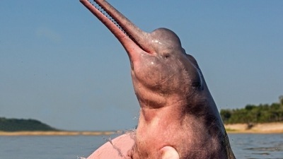 The dolphins' rosy complexion is due to blood vessels close to their skin, though some specimens are blue or even white. (Rutaverde.com) The dolphins' rosy complexion is due to blood vessels close to their skin, though some specimens are blue or even white. (Rutaverde.com)
