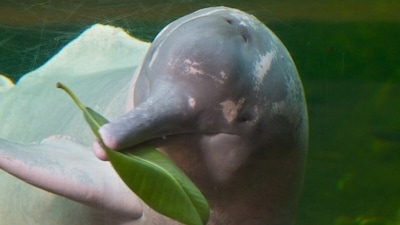 Believed to be semi-divine creatures by some indigenous groups, they use echolocation to navigate often murky waterways. (Rutaverde.com) Believed to be semi-divine creatures by some indigenous groups, they use echolocation to navigate often murky waterways. (Rutaverde.com)