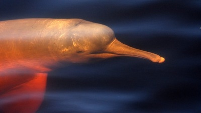 Over the past dozen years nearly 60 trapped pink river dolphins, scientifically known as Inia boliviensis, have been rescued. (whales.org) Over the past dozen years nearly 60 trapped pink river dolphins, scientifically known as Inia boliviensis, have been rescued. (whales.org)