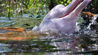 A biologist with the rescue program explained that many pink dolphins lose access to the river because of their reproductive instincts. (Rutaverde.com) A biologist with the rescue program explained that many pink dolphins lose access to the river because of their reproductive instincts. (Rutaverde.com)