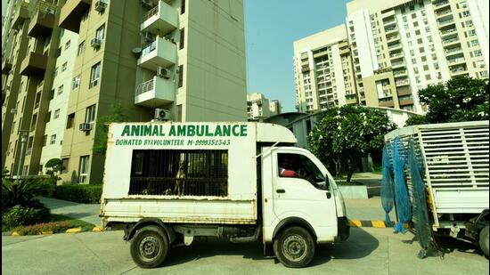 The challenge of tackling such attacks has been a divisive topic, with residents often advocating for relocations out of a fear for their safety. Animal rights activists and experts, however, say relocations are neither appropriate nor legal under the rules, and the solution instead lies in sterilisation drives. (Sunil Ghosh/HT Photo)