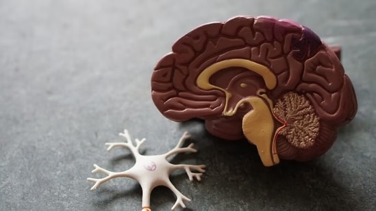 Molecule in brain can boost body's ability to fight Alzheimer's(Unsplash)