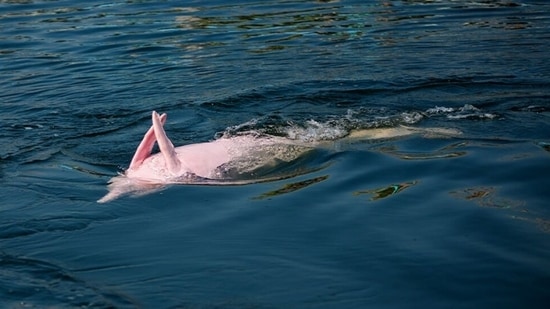 The species is endangered by steady encroachment along the waterways. (Rutaverde.com)