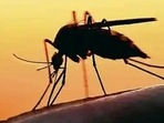 UP govt cancels all doctors' leaves as Dengue cases rise. (Pic for representation) UP govt cancels all doctors' leaves as Dengue cases rise. (Pic for representation)