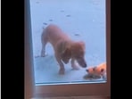 The image, taken from the Reddit video shows the dog ‘sharing’ its food with its stuffed toy.