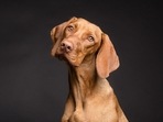 Iron deficiency in dogs can be caused by a variety of health conditions(Pixabay) Iron deficiency in dogs can be caused by a variety of health conditions(Pixabay)