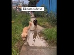 Dogs walking beside a puddle.