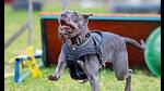 The recent ban on Pitbull, Rottweiler and Dogo Argentino, in Ghaziabad, remphasises the need for training of pets. (Photo: Shutterstock) The recent ban on Pitbull, Rottweiler and Dogo Argentino, in Ghaziabad, remphasises the need for training of pets. (Photo: Shutterstock)