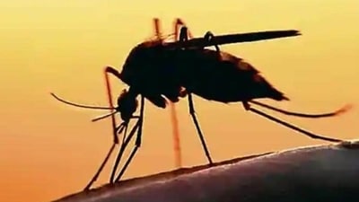 UP govt cancels all doctors' leaves as Dengue cases rise. (Pic for representation)