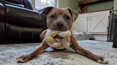 Earlier the Panchkula MC had decided to put a blanket ban on Pitbulls, Rottweilers but it backtracked after a backlash from owners of these breeds. (via REUTERS/Pic for representational purposes only)