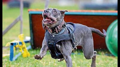 The recent ban on Pitbull, Rottweiler and Dogo Argentino, in Ghaziabad, remphasises the need for training of pets. (Photo: Shutterstock) The recent ban on Pitbull, Rottweiler and Dogo Argentino, in Ghaziabad, remphasises the need for training of pets. (Photo: Shutterstock)