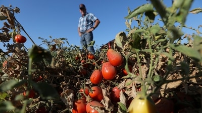 Climate Change: Processing tomatoes dried up by heat and drought hang on vines on a farm belonging to farmer Aaron Barcellos in Los Banos, California, US. (Reuters)
