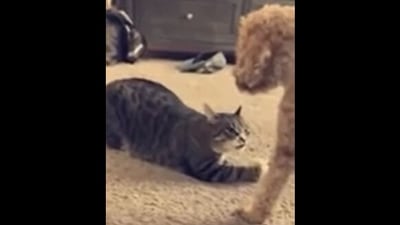 The image, taken from the Reddit video, shows the cat stealing a dog’s ball while staring at the pooch. (Screengrab)