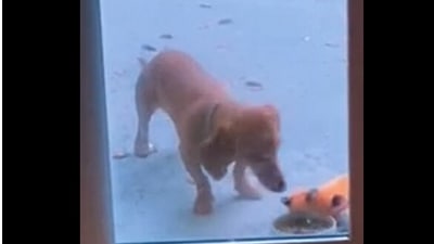 The image, taken from the Reddit video shows the dog ‘sharing’ its food with its stuffed toy. (Reddit/@aaa_azidoazideazide)