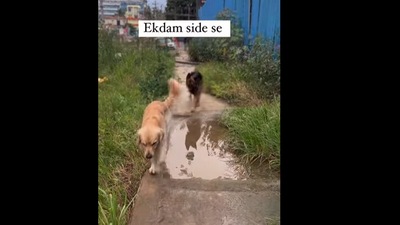 Dogs walking beside a puddle. (Instagram/@oscarnkarma) Dogs walking beside a puddle. (Instagram/@oscarnkarma)
