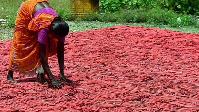 A woman employee drying up crackers at a factory in Sivakasi district in Tamil Nadu. (PTI/File Photo)