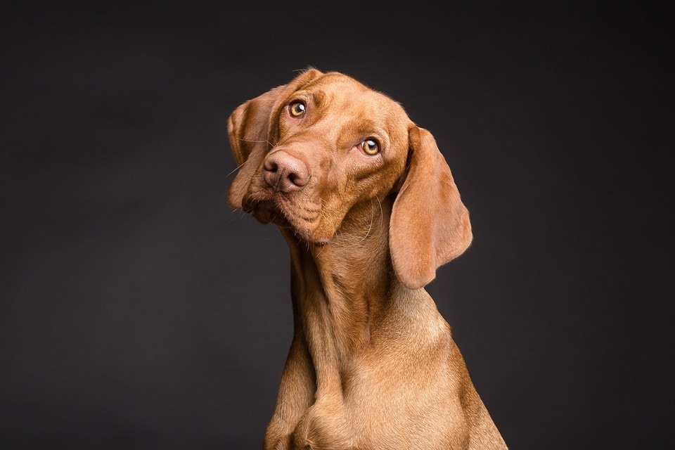 Iron deficiency in dogs can be caused by a variety of health conditions (Pixabay) Iron deficiency in dogs can be caused by a variety of health conditions (Pixabay)