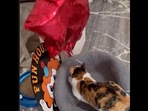 This is the cat's response to its first encounter with a balloon. (Instagram/@biskitthecalico) This is the cat's response to its first encounter with a balloon. (Instagram/@biskitthecalico)