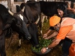 At least on Balipadyami day, it is appropriate for notified temples to compulsorily perform cow worship so that people don't forget this practice of the Sanatana Hindu Dharma," the circular read. (Photo by NARINDER NANU / AFP) At least on Balipadyami day, it is appropriate for notified temples to compulsorily perform cow worship so that people don't forget this practice of the Sanatana Hindu Dharma," the circular read. (Photo by NARINDER NANU / AFP)