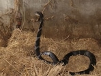 The image, taken from the YouTube video, shows one of the king cobra that was rescued from Odisha.