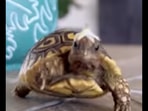 The video shows the daily activities of this baby tortoise. The video shows the daily activities of this baby tortoise. 