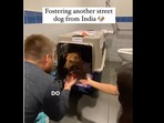 Canadian couple fostered an Indian dog. Canadian couple fostered an Indian dog.