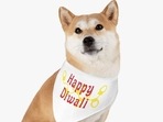 Dogs have a much more sensitive auditory system than humans which could make the sound of crackers even more intolerable for them(Pinterest) Dogs have a much more sensitive auditory system than humans which could make the sound of crackers even more intolerable for them(Pinterest)