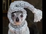One of the sweaters that the dog can be seen wearing. One of the sweaters that the dog can be seen wearing.