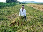 A farmer shows damaged paddy crop after incessant rains in Karad, Maharashtra, Wednesday. A farmer shows damaged paddy crop after incessant rains in Karad, Maharashtra, Wednesday.