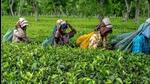 The earlier notification had a major impact as top Indian tea buyers of the Darjeeling tea had stopped buying it. (Bloomberg file photo) The earlier notification had a major impact as top Indian tea buyers of the Darjeeling tea had stopped buying it. (Bloomberg file photo)