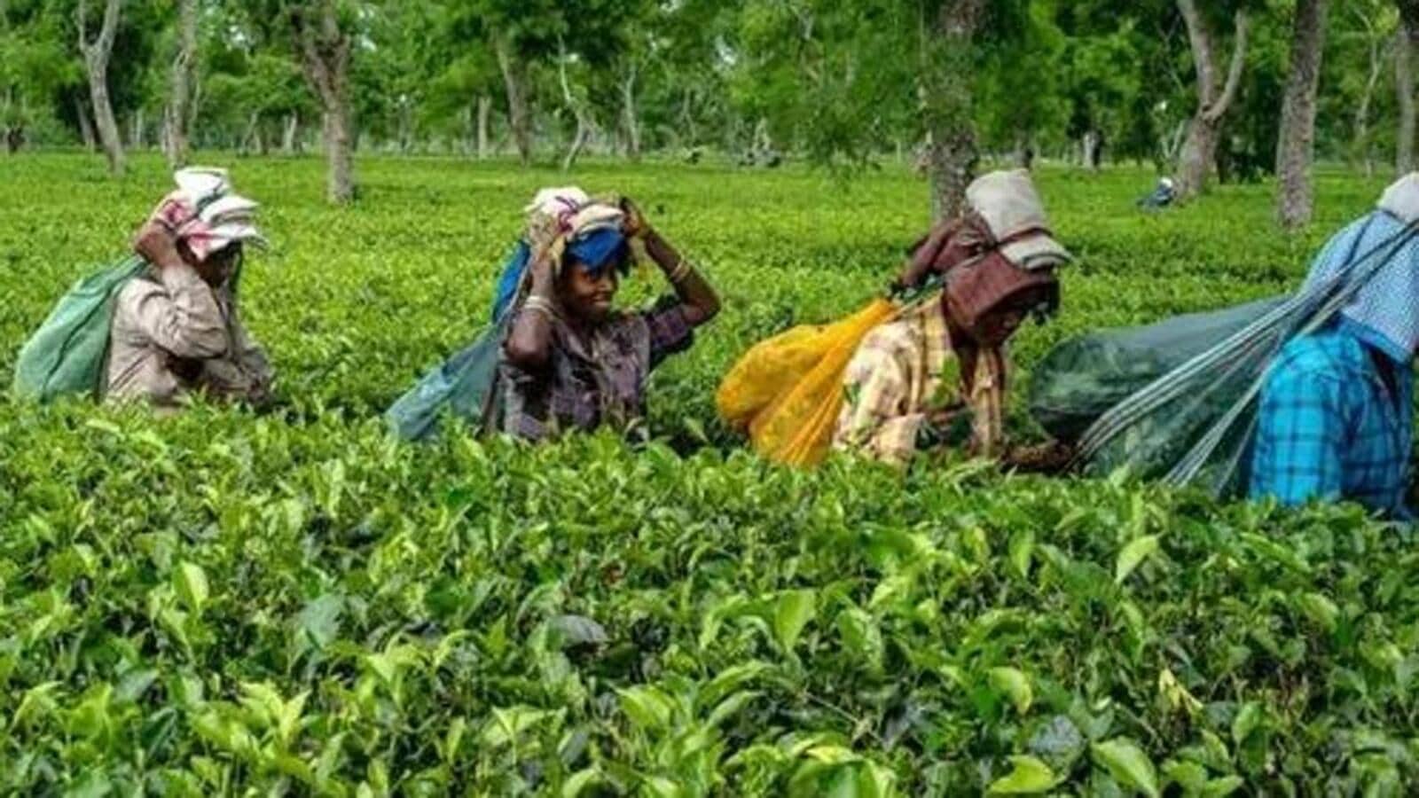 Relief for Darjeeling planters as Tea Board of India lifts ban on tea