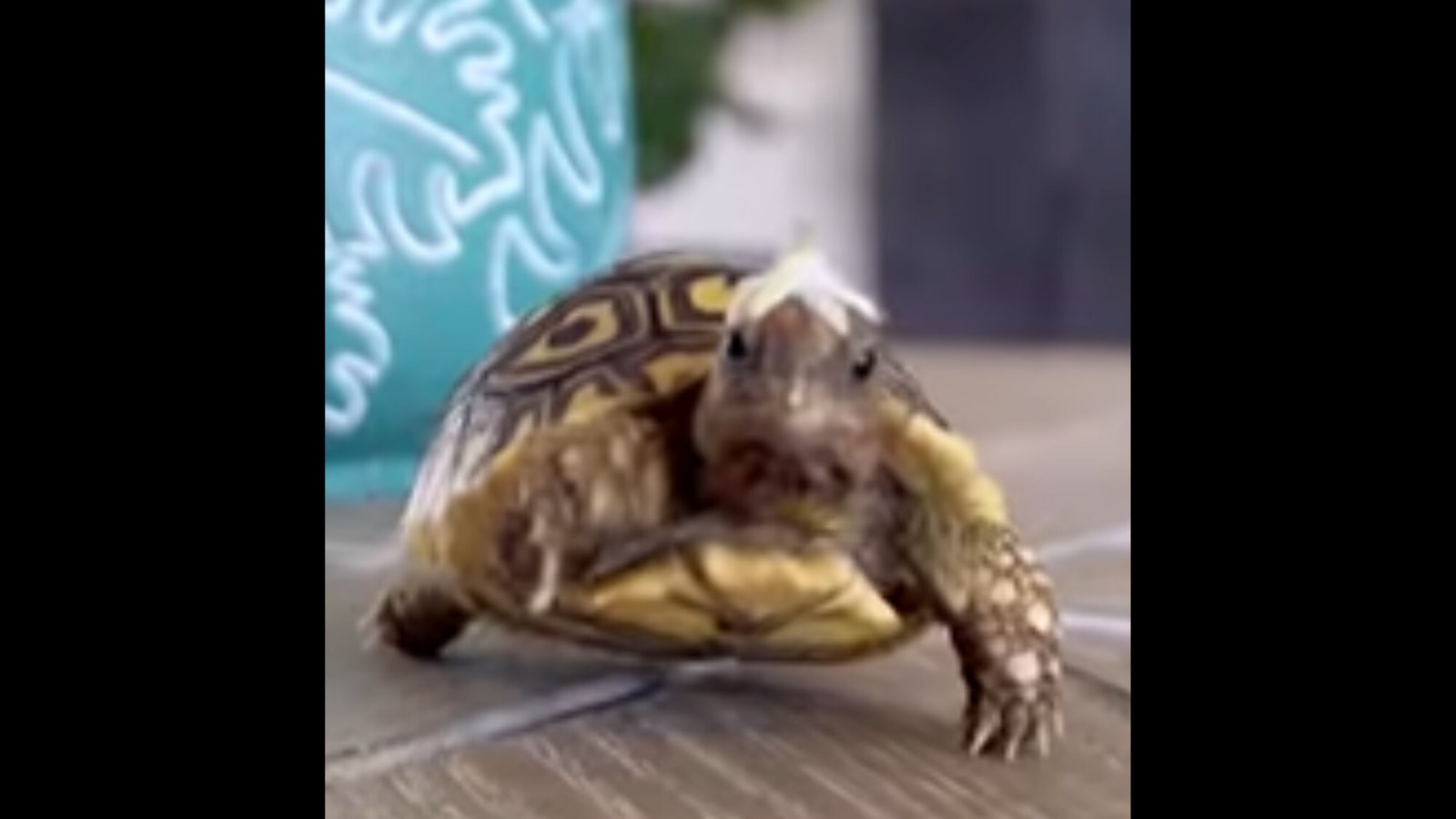 How this baby tortoise spends its day will definitely put a smile on