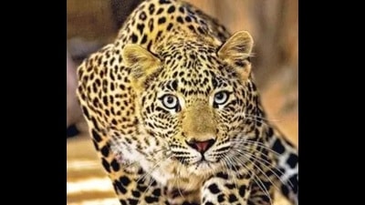 The leopard left mutilated body of the victim in an agricultural field. (PIC FOR REPRESENTATION) The leopard left mutilated body of the victim in an agricultural field. (PIC FOR REPRESENTATION)
