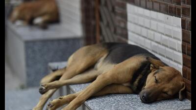 Noida, India – October 20, 2022: A street dog sleeps outside a house in Delhi-NCR. Days after a two-year-old was mauled to death by a stray dog, the Noida administration is working to finalize a ‘dog policy’ in the city, in Noida, India, on Thursday, October 20, 2022. (Photo by Sunil Ghosh/ Hindustan Times) (Hindustan Times) Noida, India – October 20, 2022: A street dog sleeps outside a house in Delhi-NCR. Days after a two-year-old was mauled to death by a stray dog, the Noida administration is working to finalize a ‘dog policy’ in the city, in Noida, India, on Thursday, October 20, 2022. (Photo by Sunil Ghosh/ Hindustan Times) (Hindustan Times)