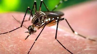 Patna accounts for 4,368 cases, and three of the four deaths due to dengue in the state. (File image) Patna accounts for 4,368 cases, and three of the four deaths due to dengue in the state. (File image)