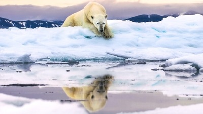 A polar bear in a still from Frozen Planet 2. A polar bear in a still from Frozen Planet 2.