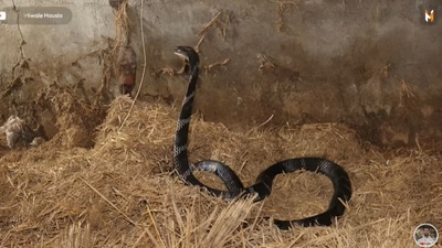 The image, taken from the YouTube video, shows one of the king cobra that was rescued from Odisha. (YouTube/@Murliwale Hausla )