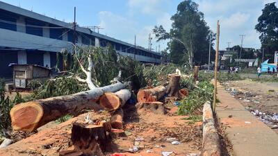 Authorities in Dimapur cut down 405 trees after two people were killed last week by uprooted trees due to strong wind (ANI) Authorities in Dimapur cut down 405 trees after two people were killed last week by uprooted trees due to strong wind (ANI)