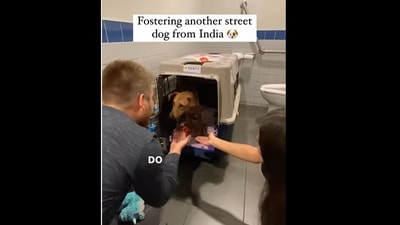Canadian couple fostered an Indian dog. (Instagram/@havilahheger) Canadian couple fostered an Indian dog. (Instagram/@havilahheger)