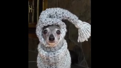 One of the sweaters that the dog can be seen wearing. (Instagram/@tikatheiggy) One of the sweaters that the dog can be seen wearing. (Instagram/@tikatheiggy)